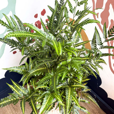 Arachniodes simplicior ‘Variegata’ – East Indian Holly Fern - Sprouts of Bristol