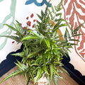 Arachniodes simplicior ‘Variegata’ – East Indian Holly Fern - Sprouts of Bristol