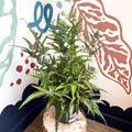 Arachniodes simplicior ‘Variegata’ – East Indian Holly Fern - Sprouts of Bristol