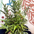 Arachniodes simplicior ‘Variegata’ – East Indian Holly Fern - Sprouts of Bristol