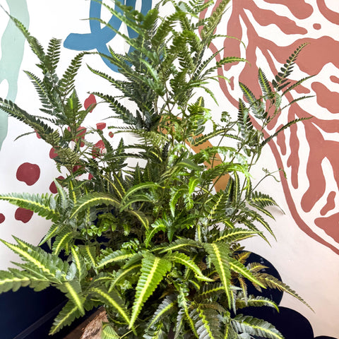 Arachniodes simplicior ‘Variegata’ – East Indian Holly Fern - Sprouts of Bristol