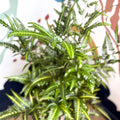 Arachniodes simplicior ‘Variegata’ – East Indian Holly Fern - Sprouts of Bristol