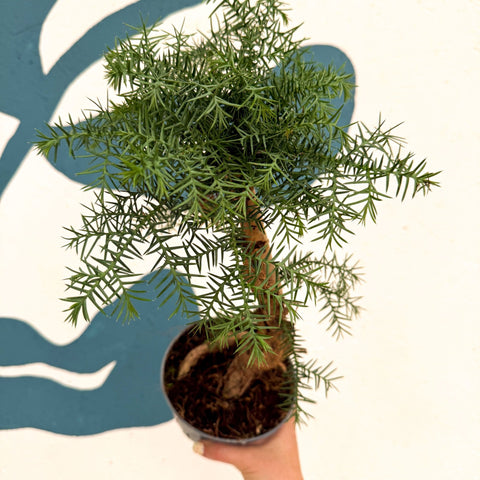 Araucaria cunninghamii - Hoop Pine Bonsai - Sprouts of Bristol
