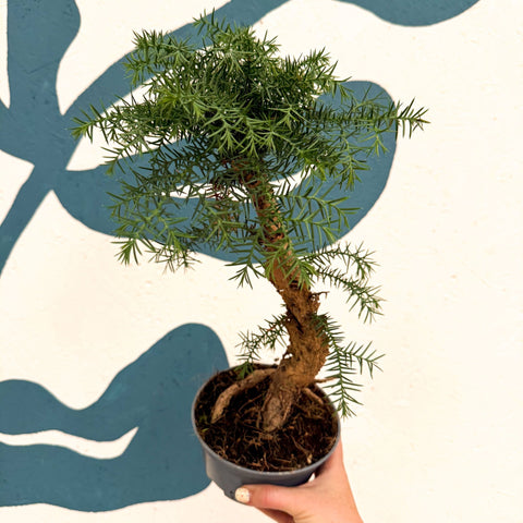 Araucaria cunninghamii - Hoop Pine Bonsai - Sprouts of Bristol
