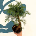 Araucaria cunninghamii - Hoop Pine Bonsai - Sprouts of Bristol