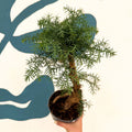 Araucaria cunninghamii - Hoop Pine Bonsai - Sprouts of Bristol