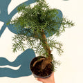 Araucaria cunninghamii - Hoop Pine Bonsai - Sprouts of Bristol