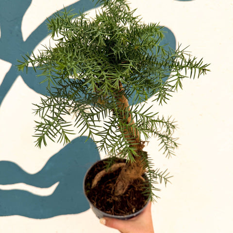 Araucaria cunninghamii - Hoop Pine Bonsai - Sprouts of Bristol