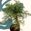 Araucaria cunninghamii - Hoop Pine Bonsai - Sprouts of Bristol