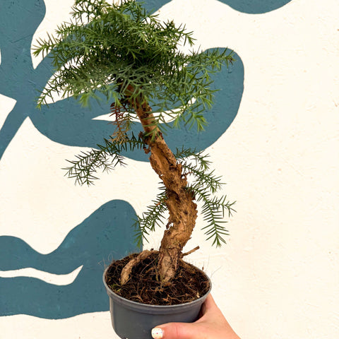 Araucaria cunninghamii - Hoop Pine Bonsai - Sprouts of Bristol