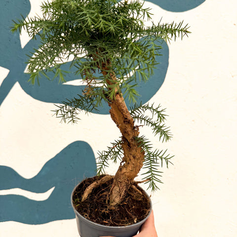Araucaria cunninghamii - Hoop Pine Bonsai - Sprouts of Bristol