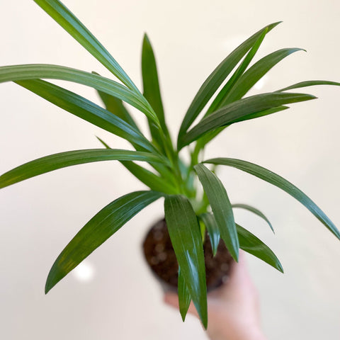 Areca Palm - Chrysalidocarpus lutescens - Sprouts of Bristol
