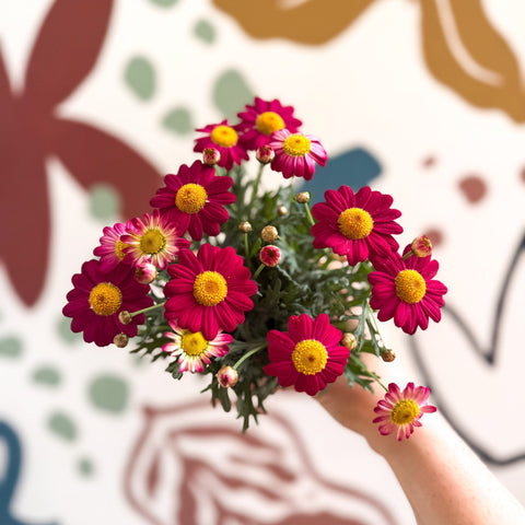 Argyranthemum frutescens 'La Rita Red' - Red Marguerite Daisy - Sprouts of Bristol