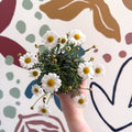 Argyranthemum frutescens 'La Rita White' - White Marguerite Daisy - Sprouts of Bristol