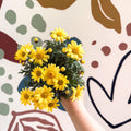 Argyranthemum frutescens 'La Rita Yellow' - Yellow Marguerite Daisy - Sprouts of Bristol