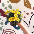 Argyranthemum frutescens 'La Rita Yellow' - Yellow Marguerite Daisy - Sprouts of Bristol