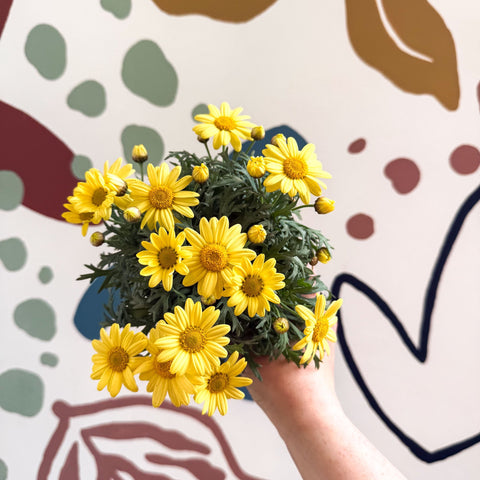 Argyranthemum frutescens 'La Rita Yellow' - Yellow Marguerite Daisy - Sprouts of Bristol