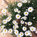 Argyranthemum frutescens - White Marguerite Daisy - Sprouts of Bristol