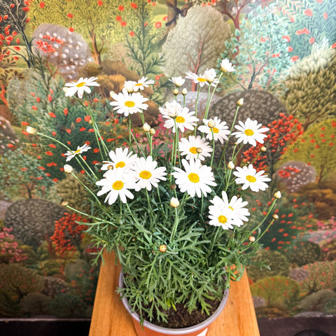 Argyranthemum frutescens - White Marguerite Daisy - Sprouts of Bristol