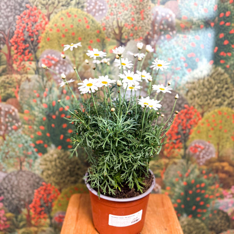 Argyranthemum frutescens - White Marguerite Daisy - Sprouts of Bristol