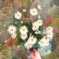Argyranthemum frutescens - White Marguerite Daisy - Sprouts of Bristol