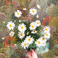 Argyranthemum frutescens - White Marguerite Daisy - Sprouts of Bristol