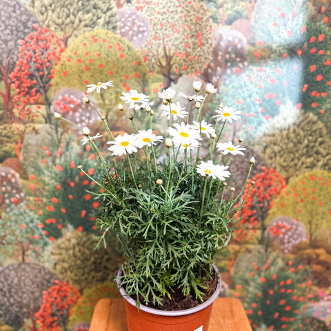 Argyranthemum frutescens - White Marguerite Daisy - Sprouts of Bristol