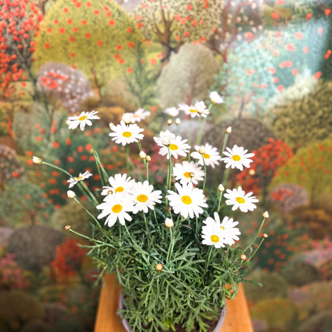 Argyranthemum frutescens - White Marguerite Daisy - Sprouts of Bristol