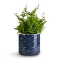 Arley Blue Dragonfly Planter - Sprouts of Bristol