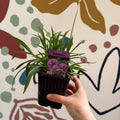 Armeria pseudarmeria 'Ballerina Lilac' - Sea Thrift - British Grown Evergreen Perennial Alpine - Sprouts of Bristol