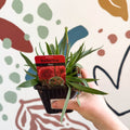 Armeria pseudarmeria 'Ballerina Red' - Sea Thrift - British Grown Evergreen Perennial Alpine - Sprouts of Bristol