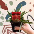 Armeria pseudarmeria 'Ballerina Red' - Sea Thrift - British Grown Evergreen Perennial Alpine - Sprouts of Bristol