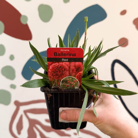 Armeria pseudarmeria 'Ballerina Red' - Sea Thrift - British Grown Evergreen Perennial Alpine - Sprouts of Bristol