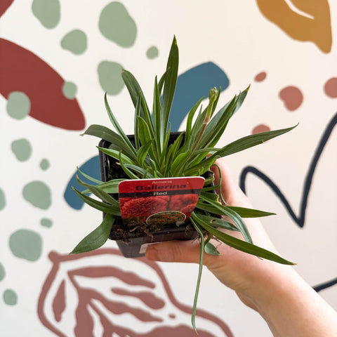 Armeria pseudarmeria 'Ballerina Red' - Sea Thrift - British Grown Evergreen Perennial Alpine - Sprouts of Bristol