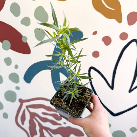 Artemisia dracunculus - French Tarragon - Cotswolds Grown Culinary Herbs - Sprouts of Bristol