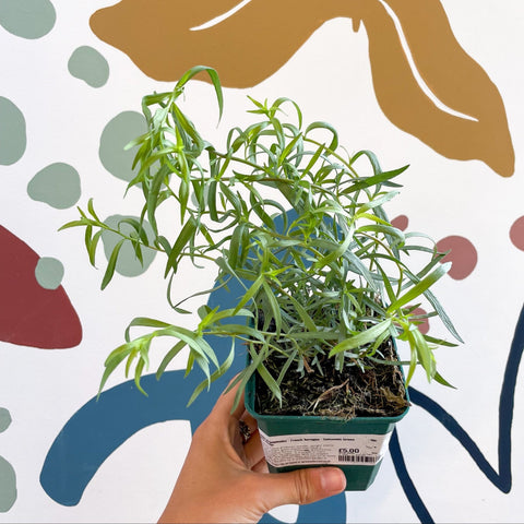 Artemisia dracunculus - French Tarragon - Cotswolds Grown Culinary Herbs - Sprouts of Bristol