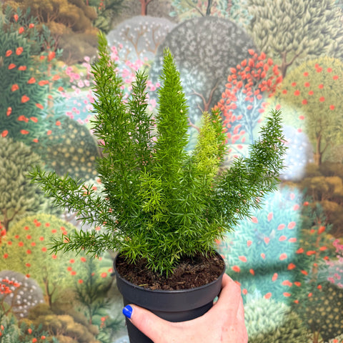Asparagus densiflorus ‘Meyeri’ – Foxtail Fern - Sprouts of Bristol