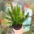Asparagus densiflorus ‘Meyeri’ – Foxtail Fern - Sprouts of Bristol