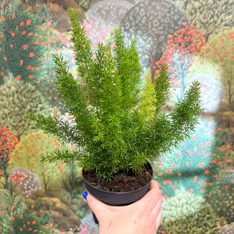 Asparagus densiflorus ‘Meyeri’ – Foxtail Fern - Sprouts of Bristol