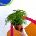Asparagus setaceus - Asparagus Fern - Sprouts of Bristol