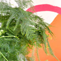 Asparagus setaceus - Asparagus Fern - Sprouts of Bristol