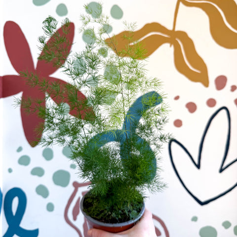 Asparagus umbellatus - Lace Fern - Sprouts of Bristol