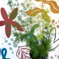 Asparagus umbellatus - Lace Fern - Sprouts of Bristol