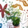 Asparagus umbellatus - Lace Fern - Sprouts of Bristol