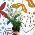 Asparagus umbellatus - Lace Fern - Sprouts of Bristol