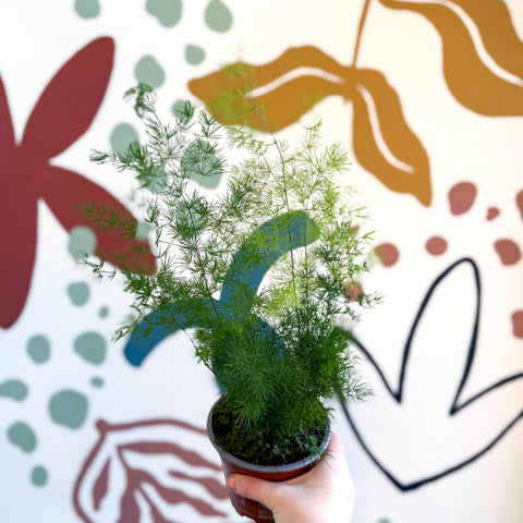 Asparagus umbellatus - Lace Fern - Sprouts of Bristol
