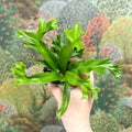 Asplenium antiquum 'Leslie' - Crested Bird's Nest Fern - Sprouts of Bristol