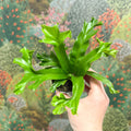 Asplenium antiquum 'Leslie' - Crested Bird's Nest Fern - Sprouts of Bristol