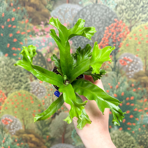 Asplenium antiquum 'Leslie' - Crested Bird's Nest Fern - Sprouts of Bristol