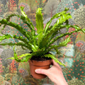 Asplenium antiquum 'Osaka' - Japanese Bird's Nest Fern - Sprouts of Bristol